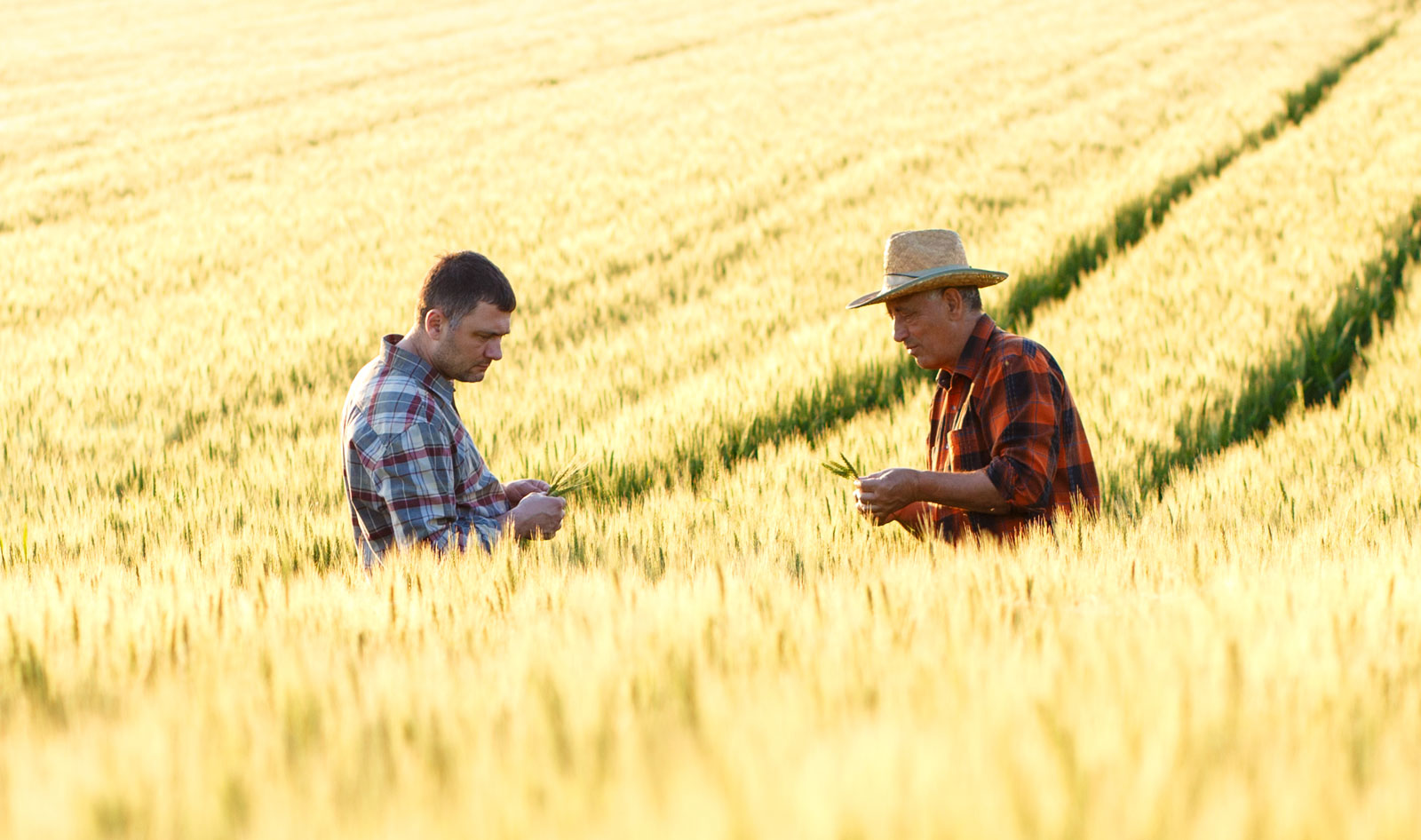 2 Farmers in Wheat Field