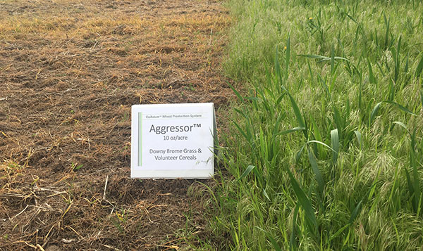 Aggressor chokes out downy brome grass and volunteer cereals