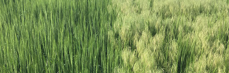 Susceptible grassy weeds are killed while herbicide-resistant plants survive to yield without competition from unwanted grassy weeds.