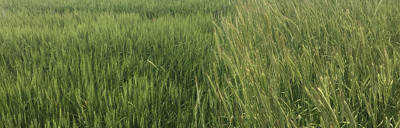 Feral rye control treated with Aggressor AX herbicide on the left. Untreated on the right. Trial conducted by Montana State University – Ed Davis.