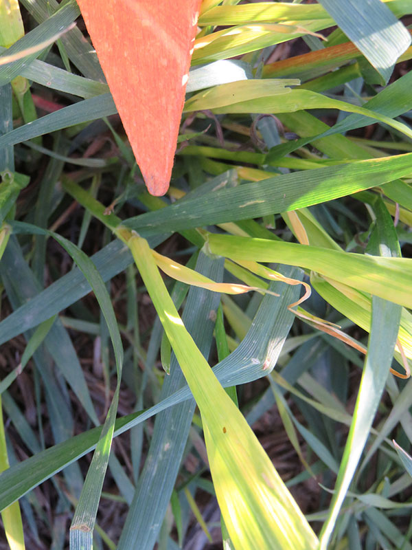 Aggressor AX mode of action at work on volunteer cereals