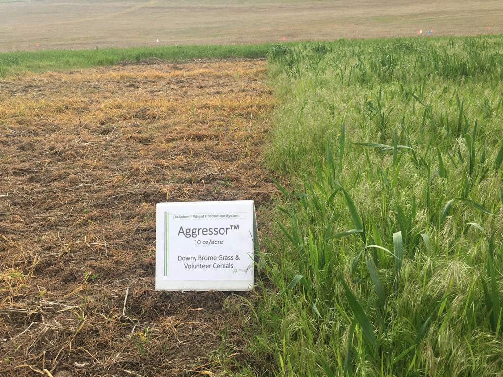 Aggressor AX with no wheat competition on brome and volunteer wheat