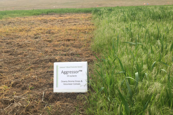 Aggressor AX with no wheat competition on brome and volunteer wheat