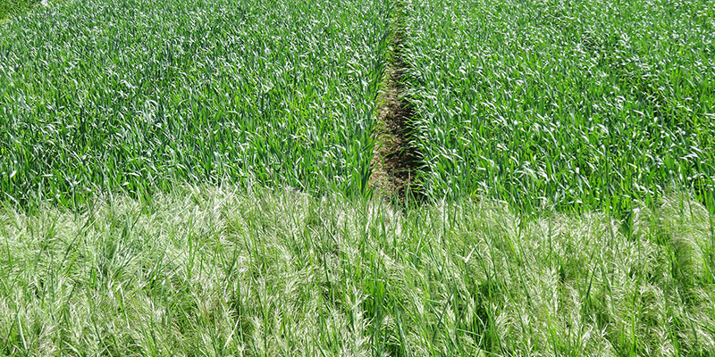 Untreated downy brome grass and jointed goatgrass in foreground. Treated with Aggressor AX herbicide in background.