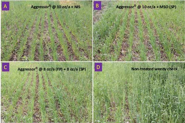 Feral rye with CoAXium wheat and Aggressor AX herbicide