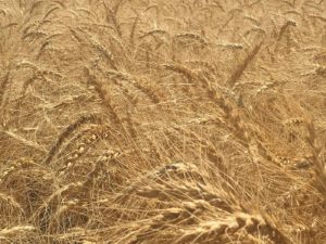Wheat variety: LCS Fusion AX