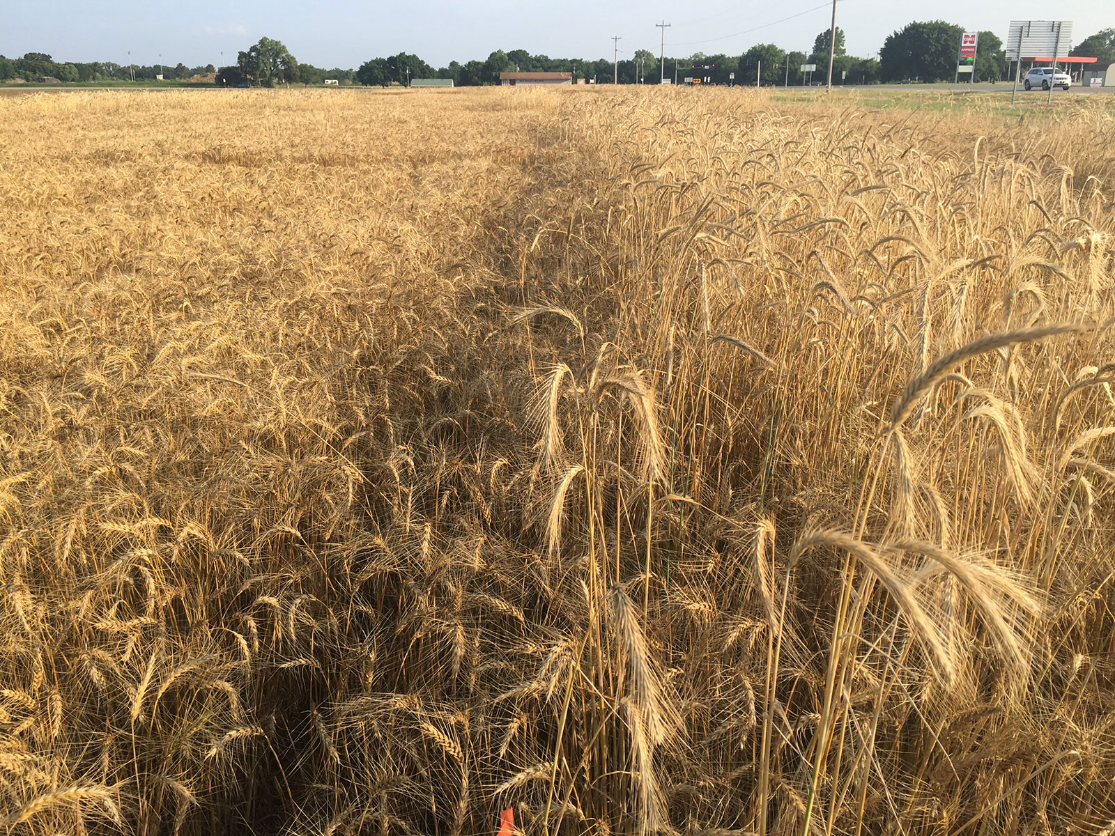 Oklahoma State University feral rye trial