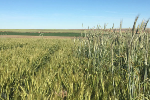 downy bromegrass, jointed goatgrass and feral rye control