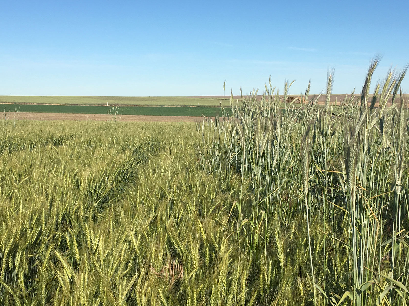 downy bromegrass, jointed goatgrass and feral rye control