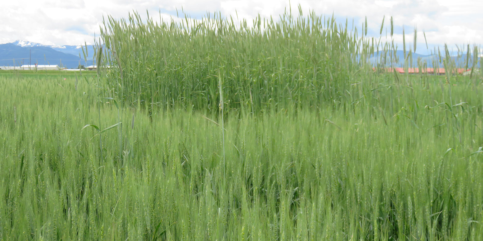 Untreated rye in background. Treated with Aggressor AX herbicide in foreground.