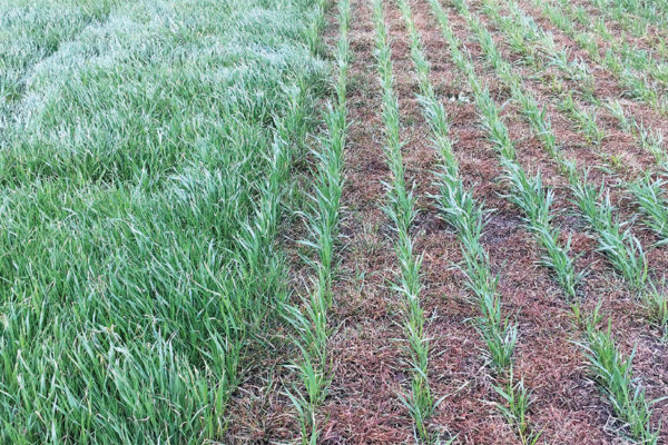 When to spray Aggressor AX herbicide