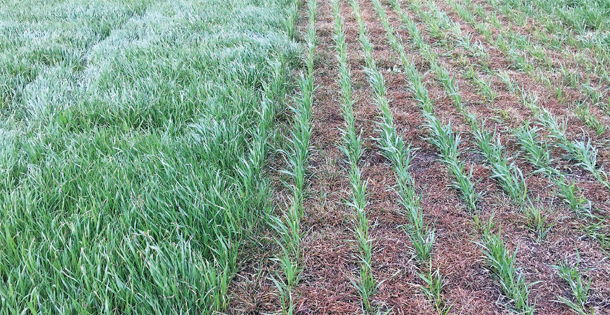 When to spray Aggressor AX herbicide