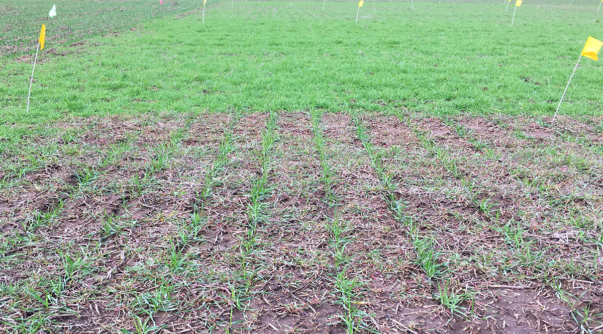 Aggressor AX @ 8 oz/acre applied in the fall of 2017 in foreground. Untreated downy brome grass population in background. Downy brome grass is choking out the stand of wheat in the untreated check.