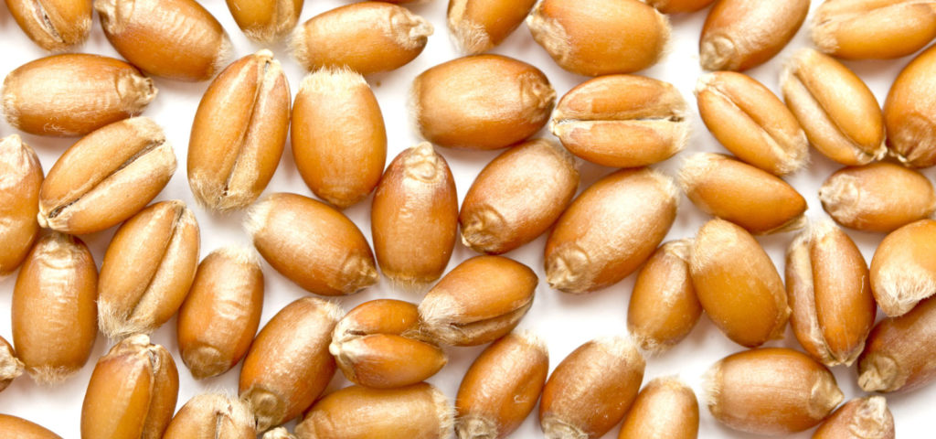 Axigen Trait - CoAXium