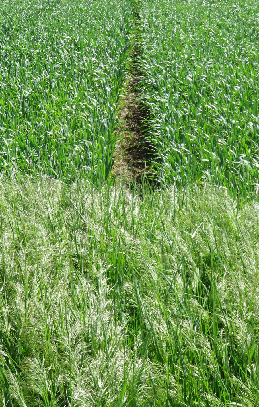 Untreated downy brome grass and jointed goatgrass in foreground. Treated with Aggressor AX herbicide in background.