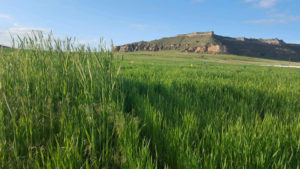 Figure 1. Comparison of two wheat research plots near Scottsbluff. On the left is an untreated control plot with a heavy infestation of downy brome and feral rye. On the right the same population of grassy weeds was treated with Aggressor herbicide, part of the CoAXium Wheat Production System.