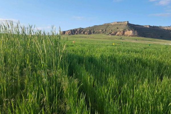 Figure 1. Comparison of two wheat research plots near Scottsbluff. On the left is an untreated control plot with a heavy infestation of downy brome and feral rye. On the right the same population of grassy weeds was treated with Aggressor herbicide, part of the CoAXium Wheat Production System.