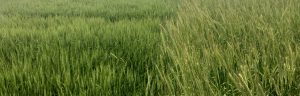 Feral Rye Control using Aggressor AX Herbicide