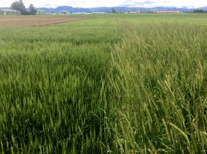 Feral rye control with Aggressor AX herbicide