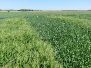 Control test using Aggressor AX herbicide of the CoAXium Wheat Production System