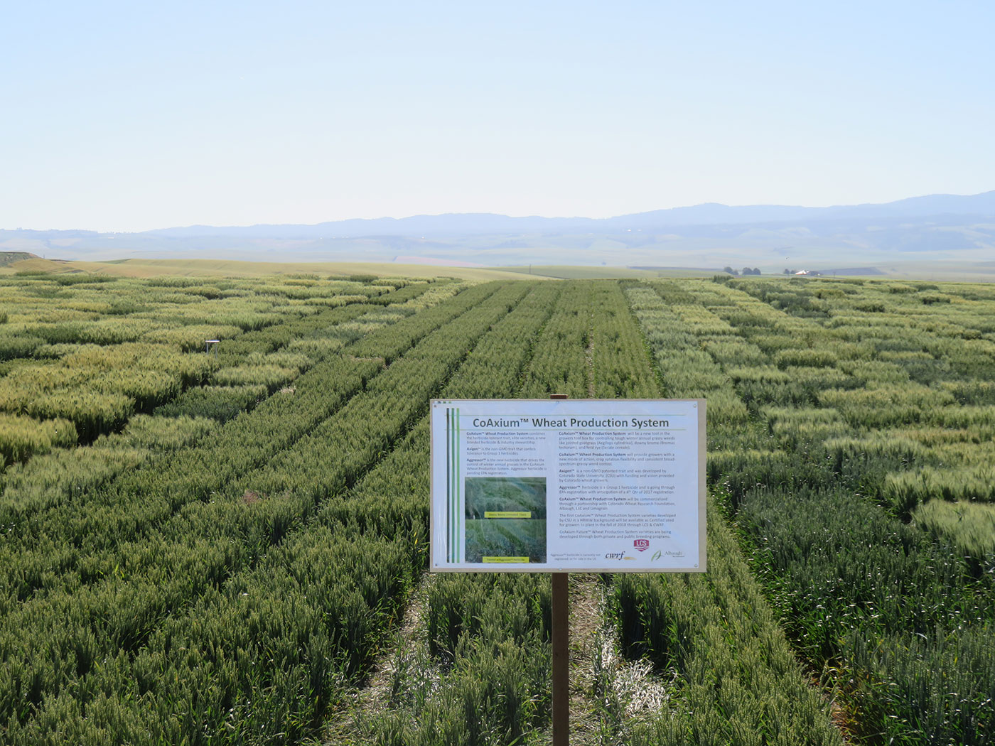 CoAXium Wheat Varieties