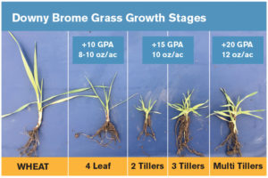 Downy brome growth stages