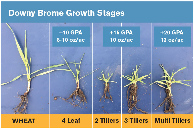Downy brome growth stages