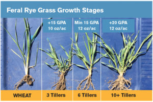 Feral rye growth stages