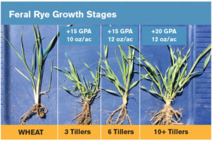 Feral rye growth stages