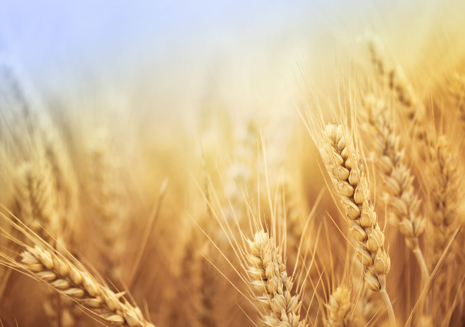 Beautiful golden wheat up close