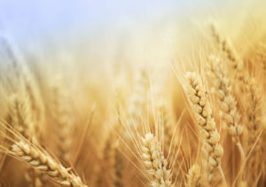 Beautiful golden wheat shown close-up