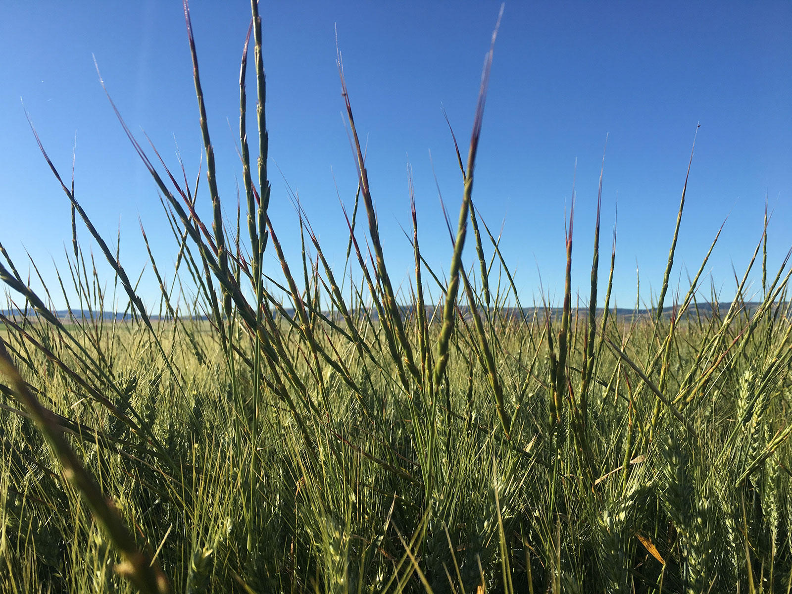 jointed goatgrass infestation