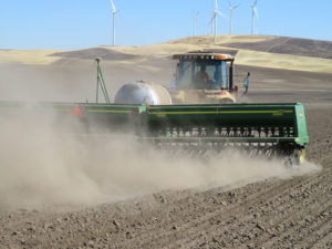 Wheat seed being put into the ground