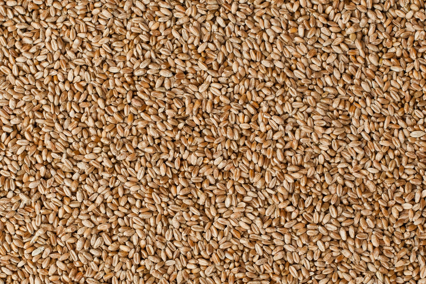 Wheat seeds