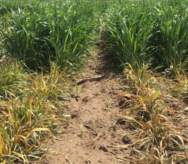 Resistant wheat (background) sprayed with Aggressor AX herbicide. Susceptible variety in the foreground.