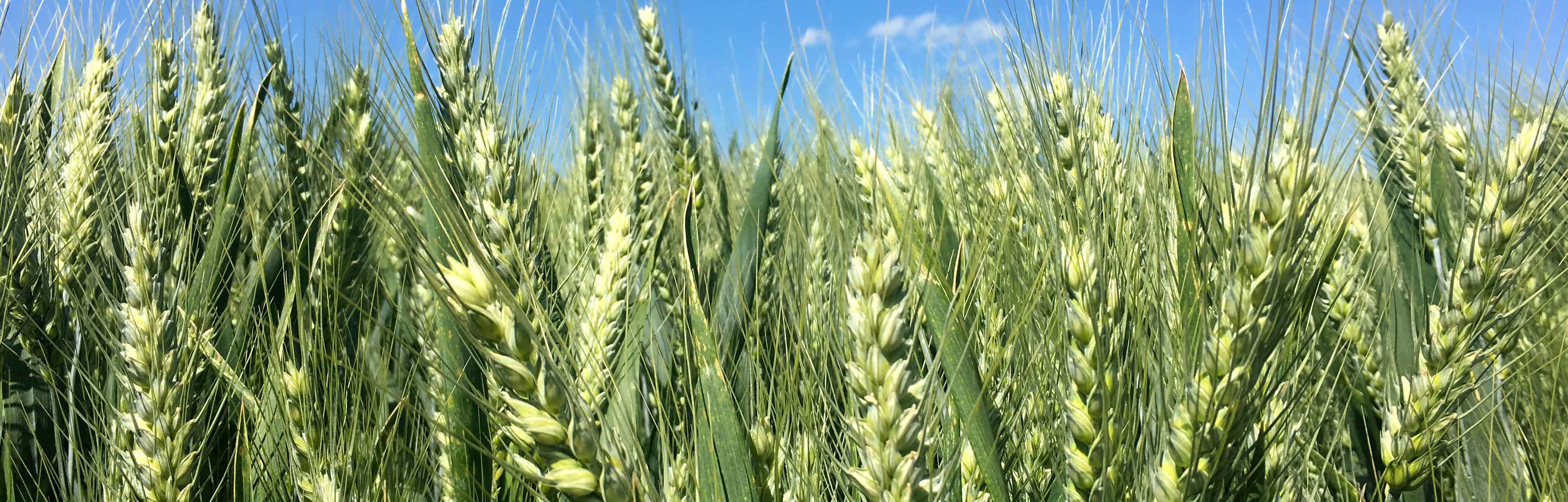 Wheat field