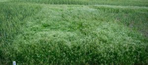 Untreated downy brome grass