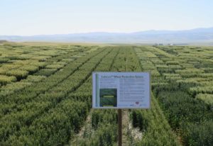 Varieties of wheat being grown using the CoAXium Wheat Production System.