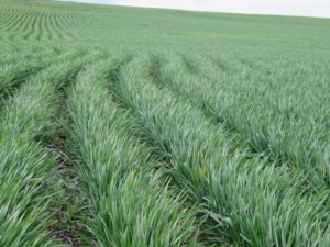 Wheat rows