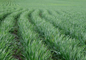 young wheat rows